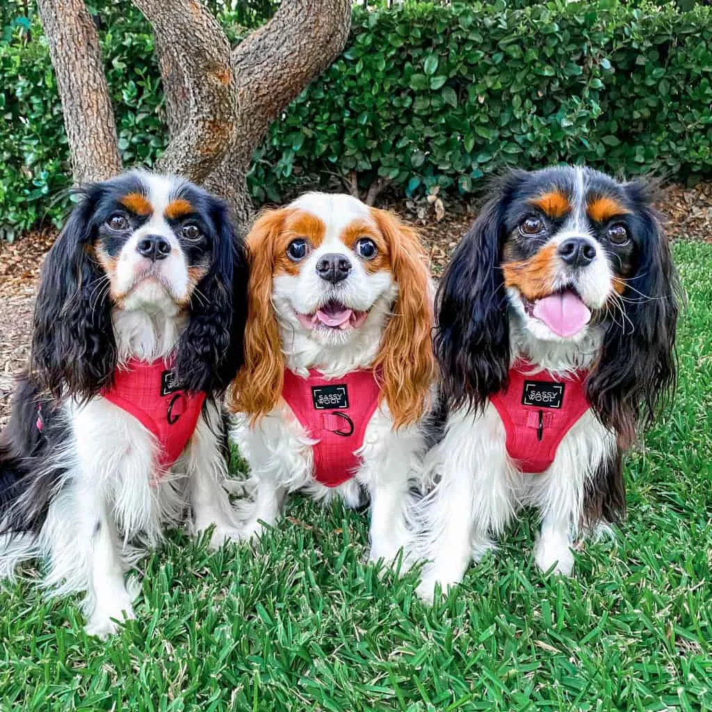 Image of 3 king charles cavalier dogs wearing red harnesses