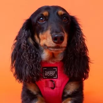 Dachshund wearing a red dog harness