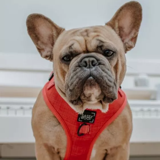 English bull dog wearing a red harness