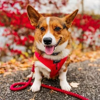 Corgi with a red harness and lead