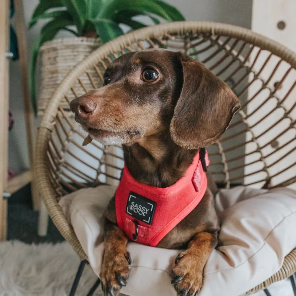 image of dachshund wearing a red harness sitting on a cane chair